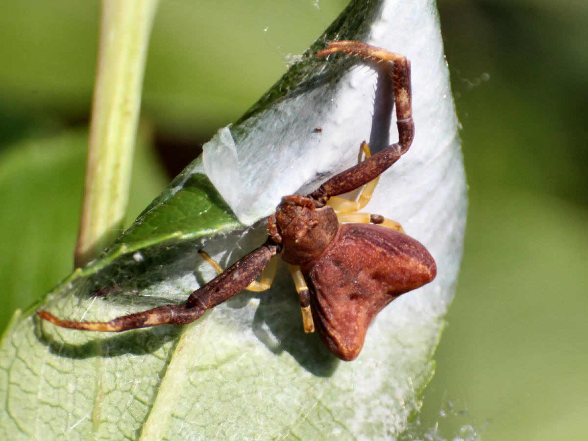 Pistius truncatus - Lesmo (MB)